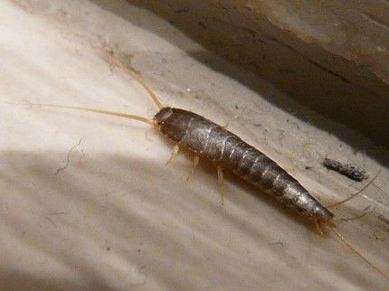 5-insects-you-don-t-know-you-have-in-your-house